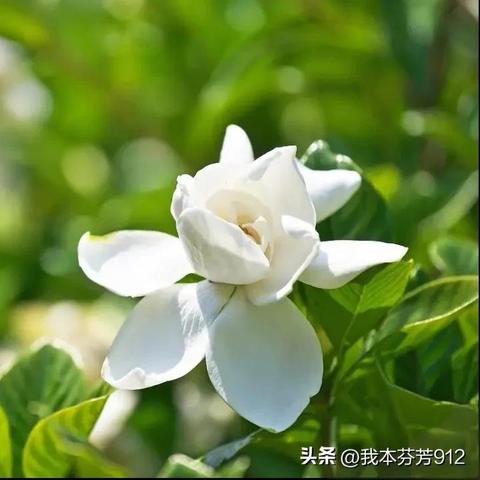刘傲雪名字解析最新寓意