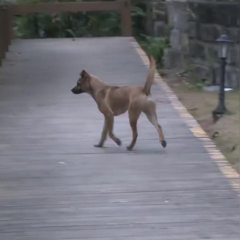 重庆喂狗鸡肉价格表最新
