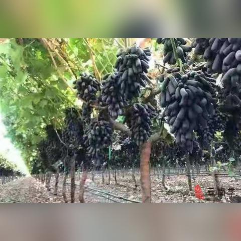 大理黄金金珠价格查询最新