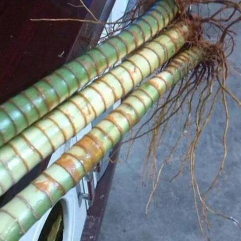 狗富贵唱最新歌视频在线观看