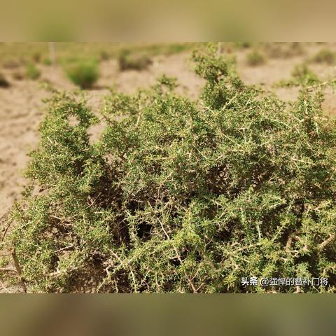 蚂蚁庄园2月12答案最新