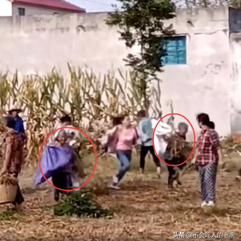 河南哄抢豆子视频最新版