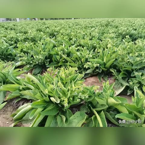 耐寒牧草出售信息最新