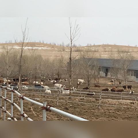 广汇牧业集团招聘公告最新