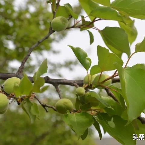 洛宁电脑转让信息最新消息
