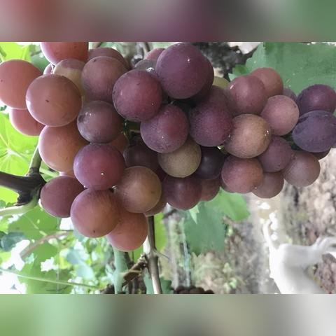 阳光玫瑰贵阳价格表最新