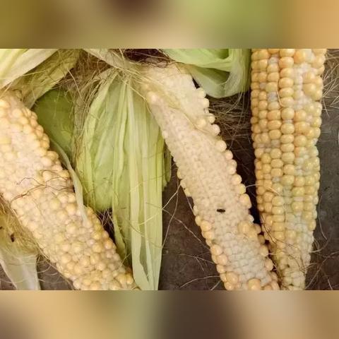 玉米缺肥补救措施方案及其实际应用