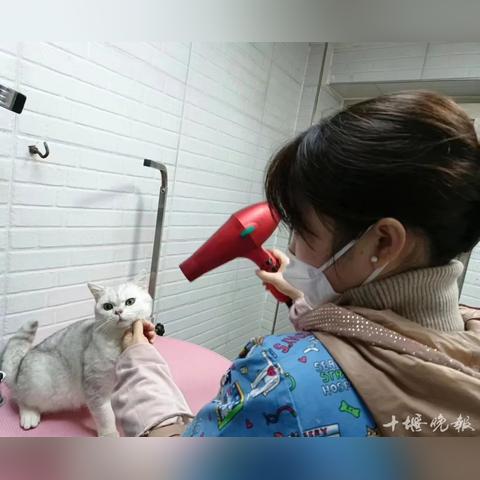 宠物店转让信息更新，十堰最新宠物店转让动态