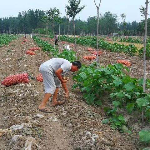最新菏泽租地政策文件解读，全面解析政策细节与影响