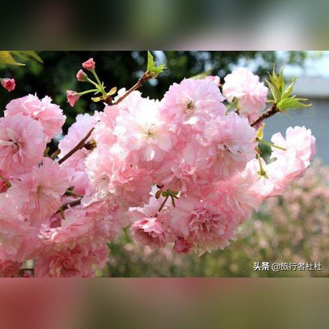 青岛樱花全景地图，探寻最新樱花盛放实况，尽享春日浪漫之旅