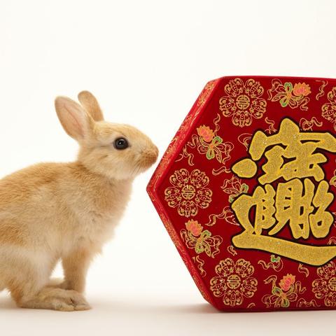 兔明日运势最新详解，掌握好运，顺风顺水每一天