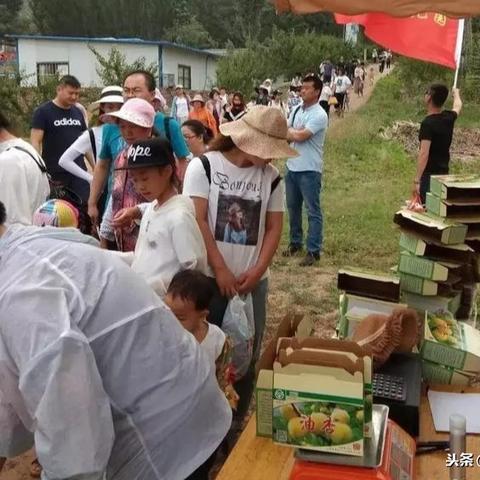 邹城田园猫最新出售信息汇总