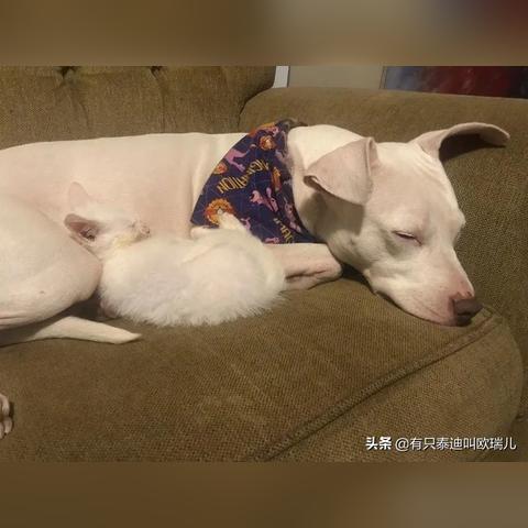 小浪毛球视频最新版下载与安装指南