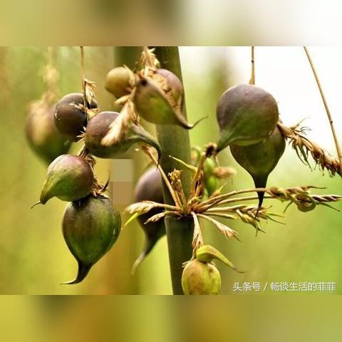 最新小高竹种子种植时间表及其关键步骤详解