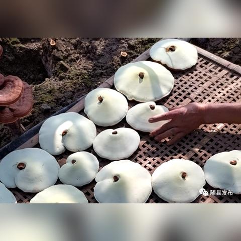 竹灵芝采收时间表最新版，全面解析竹灵芝的采收季节与操作要点