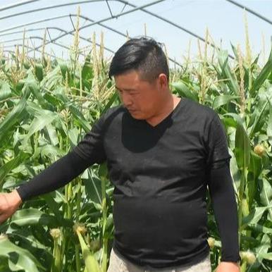 亳州瓷器大棚出售价格最新动态，市场分析与展望