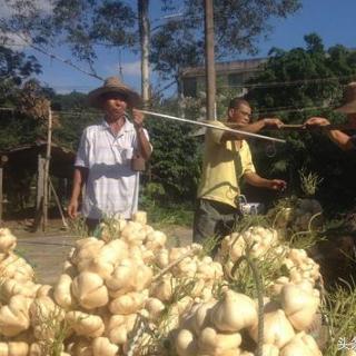 剥皮地瓜直播视频大全最新——探索地瓜的多样魅力与实用指南